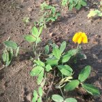 Small yellow flowers on dirt
