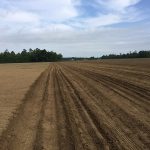 Open planted field