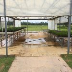 Greenhouse Walkway