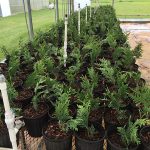 Row of green plants