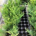 Close up of green plants