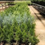 Baby Christmas Trees