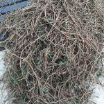 Pile of sticks
